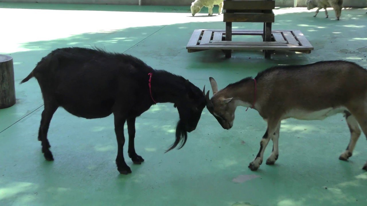 🐾 교감 동물원(후레아이 도부츠엔) 이미지 1
